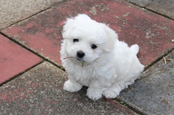 puddles outdoor teacup maltese puppies for sale